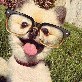Telegram profile photo for ټوکې بابا