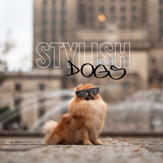 Telegram profile photo for Stylish dogs