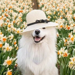 Telegram profile photo for Животные Мариуполь