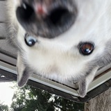 Telegram profile photo for 1$ per meme