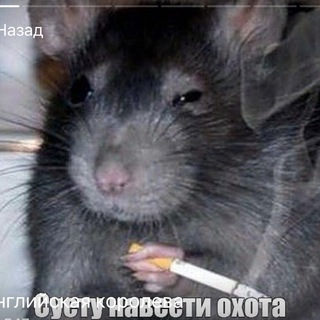 Telegram profile photo for английская королева