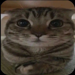 Telegram group profile photo for Taha'nın Mekânı