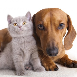 Telegram group profile photo for Наши питомцы🐾ЖК Люберецкий