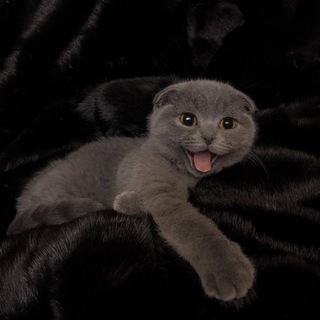 Telegram profile photo for Miow