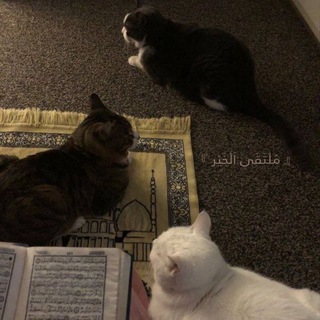 Telegram profile photo for 『 مُلْتَقَى اَلْخَيْر 』