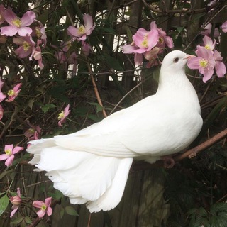 Telegram profile photo for آنِسَةٌ