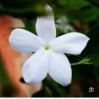 Telegram profile photo for بوح الياسمين