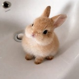 Telegram profile photo for bunny. ♥️
