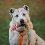 Telegram profile photo for Коррекция Поведения Собак| КПС с Юлей Исламовой 🐕