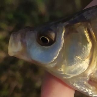 Telegram profile photo for Рыбалка 🐟