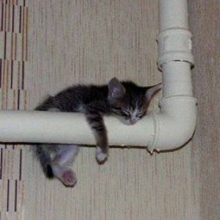 Telegram profile photo for котёночковый щитпост.