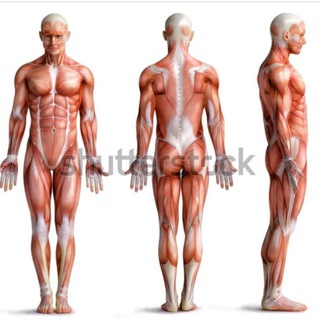 Telegram profile photo for Musculoskeletal module