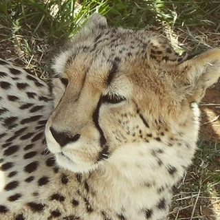 Telegram profile photo for Каньонский прайс