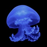 Telegram profile photo for Daily / confession Jellyfish 🪼