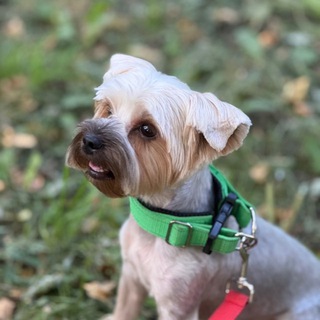 Telegram profile photo for Вологодский терьерчик💘