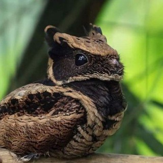 Telegram profile photo for миска пельменей 2.0