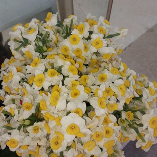 Telegram profile photo for Egzagereh| اگزجره