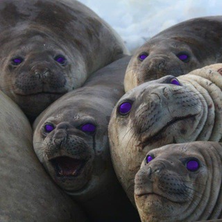 Telegram group profile photo for Telos Seals
