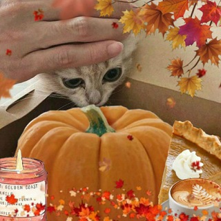 Telegram profile photo for Cats with Food