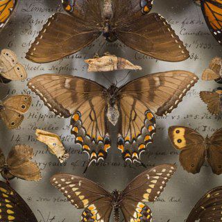 Telegram profile photo for (рест)Entomology confession