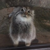 Telegram profile photo for Сухарь