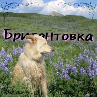 Telegram profile photo for Инфа британтовки