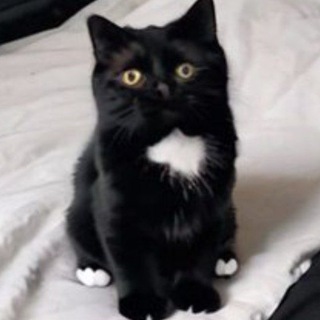 Telegram profile photo for mooncat金狗区