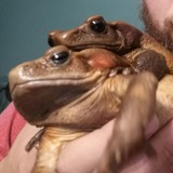 Telegram profile photo for How to grow a toad