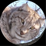 Telegram profile photo for DXRK LEMXR
