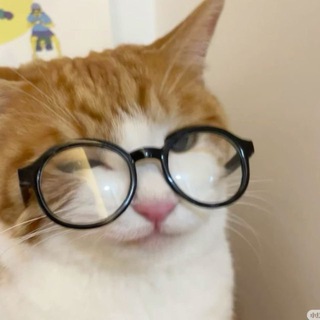 Telegram profile photo for meow socimed outlet