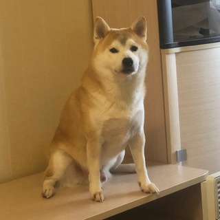 Telegram profile photo for Тихий нос