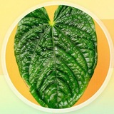 Telegram profile photo for Терапия хлорофиллом 🌱Флорариумы и растения