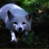 Telegram profile photo for ƒɼσѕʈνϱɩɭ σƒƒɩϲɩαɭ