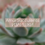Telegram profile photo for Суккуленты Амурки | ИЗЛИШКИ