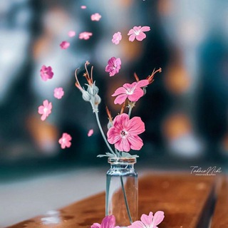 Telegram profile photo for آموزش طراحی