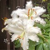 Telegram profile photo for โหเฟ ๐ช๐๐๐๐๐๐๐๐๐๐๐ ๐๐๐๐ ๐๐หโ