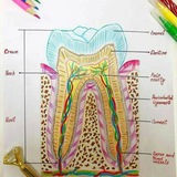 Telegram profile photo for Dental tips &tricks