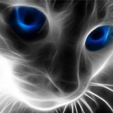 Telegram profile photo for Black_Crypto