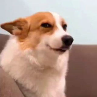 Telegram profile photo for Shit Meme's 🔞