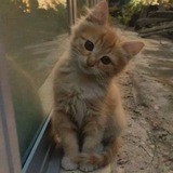 Telegram profile photo for барсик тут?