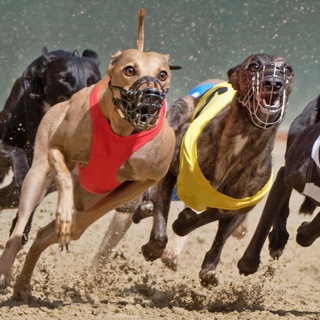 Telegram profile photo for Corrida de Galgos - @GuiaDasApostas