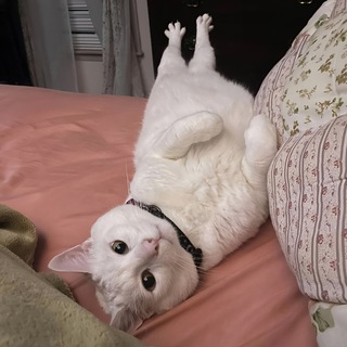 Telegram profile photo for екусу