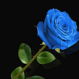 Telegram profile photo for 🦋قڼآة مٌنَوَ؏_ة 🦋
