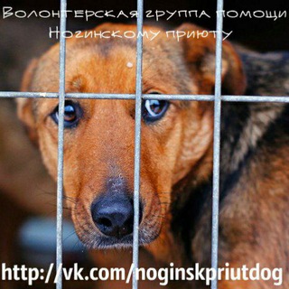 Telegram profile photo for Сообщество волонтёров Ногинского приюта 🐕