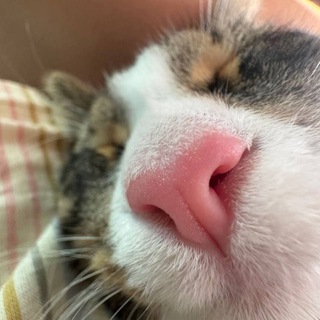 Telegram profile photo for NDX4H