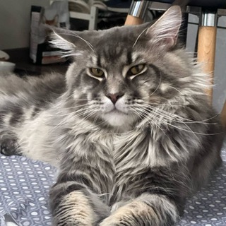 Telegram profile photo for TRIADA LIVES