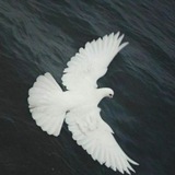 Telegram profile photo for Qadrdonlarmiz