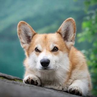 Telegram group profile photo for Крошка корги Чат