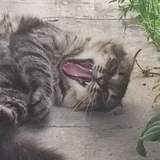 Telegram profile photo for омг це що