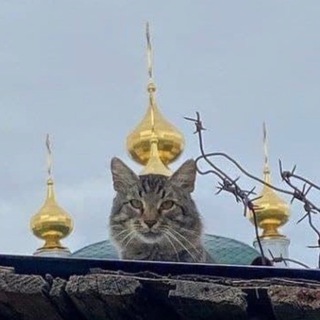 Telegram profile photo for Шкерпаук